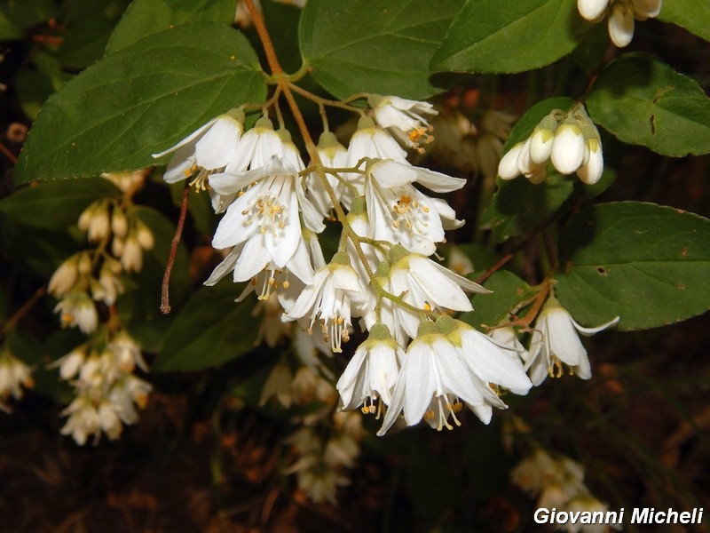 Deutzia sp.